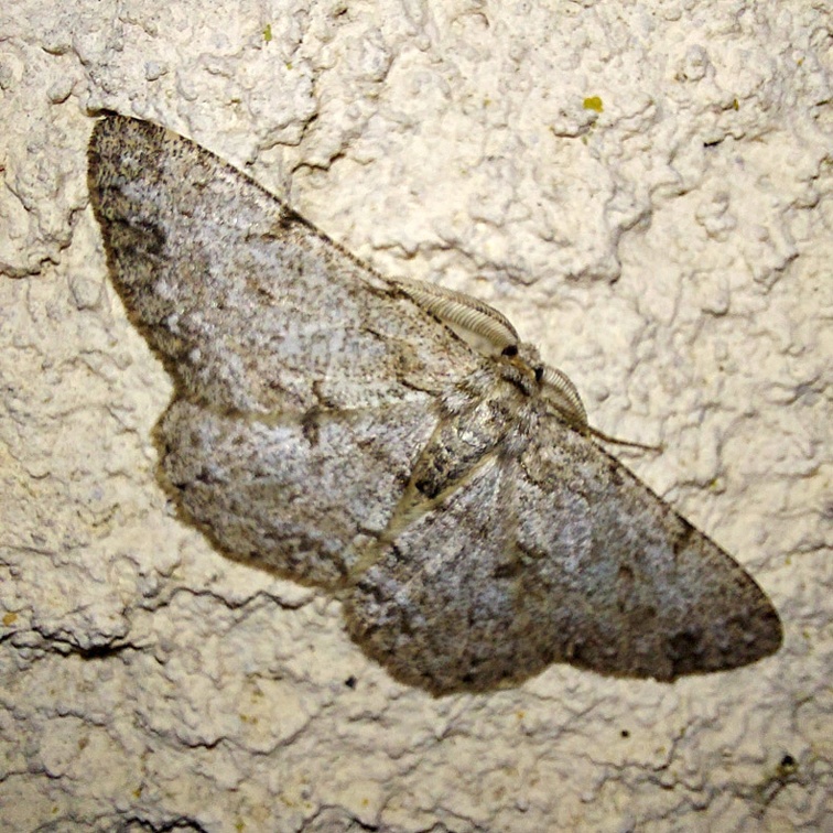 Hypomecis punctinalis (Scopoli, 1763)