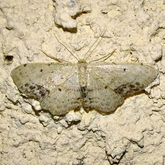 Idaea dimidiata (Hufnagel, 1767)