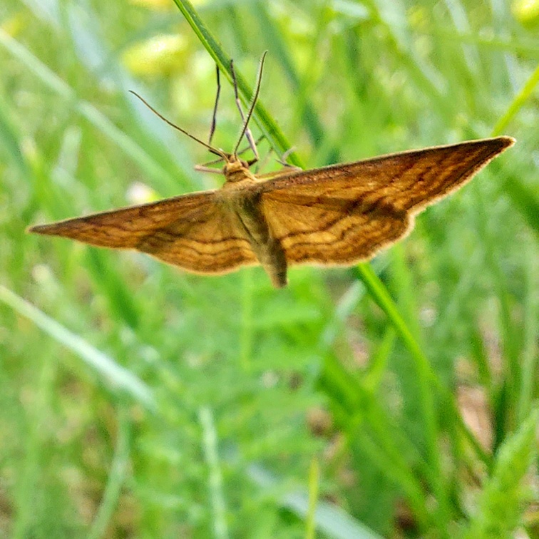 Idaea ochrata (Scopoli, 1763)