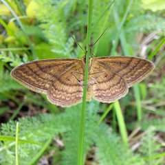 Idaea ochrata (Scopoli, 1763)