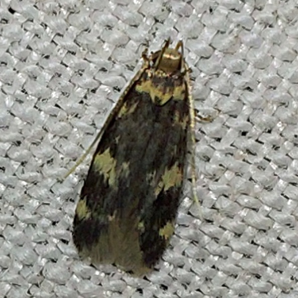 Oegoconia sp