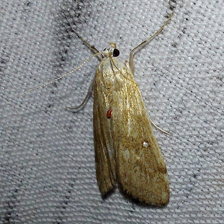 Parapoynx stratiotata (Linnaeus, 1758)