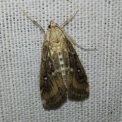 Parapoynx stratiotata (Linnaeus, 1758)