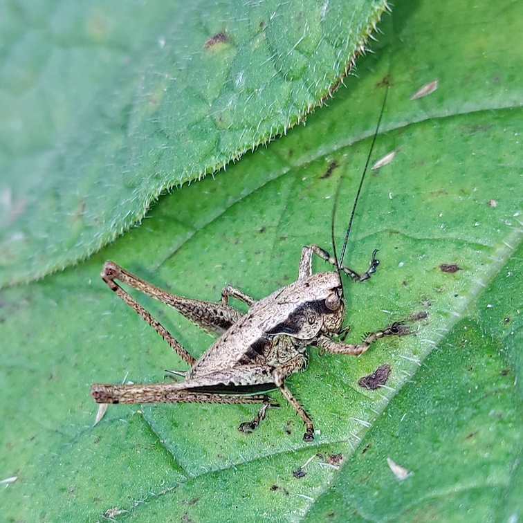 Pholidoptera griseoaptera (De Geer, 1773)