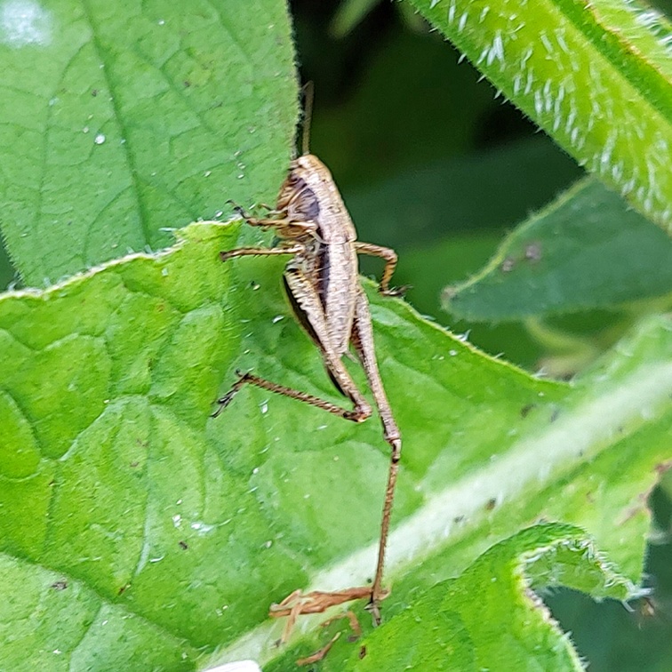 Pholidoptera griseoaptera (De Geer, 1773)