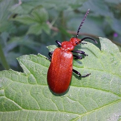 Pyrochroa serraticornis (Scopoli, 1763)