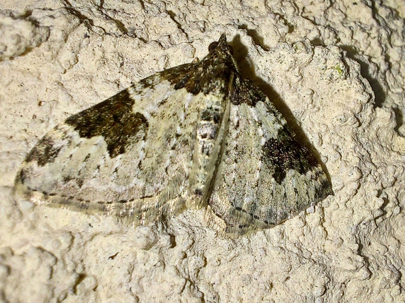 Xanthorhoe fluctuata (Linnaeus, 1758)