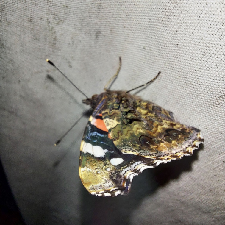 Vanessa atalanta (Linnaeus, 1758)