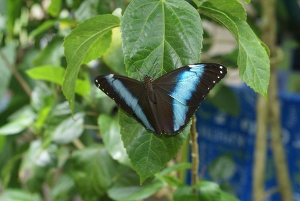 Morpho helenor (Cramer, 1775)