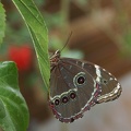 Morpho helenor (Cramer, 1775)