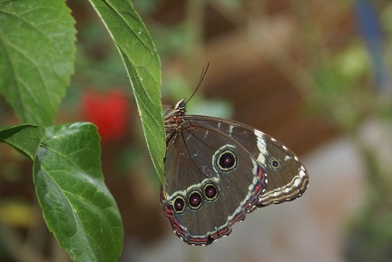 Morpho helenor (Cramer, 1775)