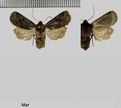 Conistra ligula (Esper, 1791)