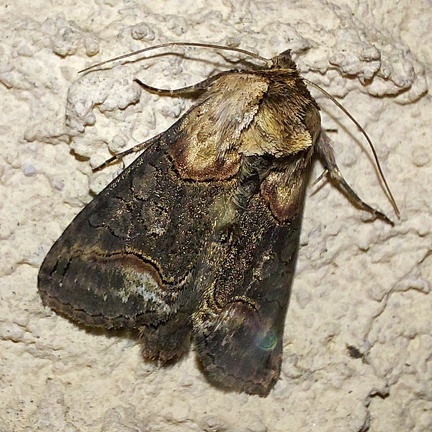 Abrostola triplasia (Linnaeus, 1758)