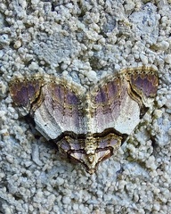 Anticlea derivata (Denis & Schiffermüller, 1775)