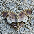 Anticlea derivata (Denis & Schiffermüller, 1775)