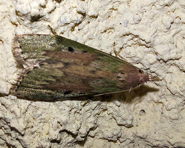 Aphomia sociella (Linnaeus, 1758)