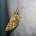 Bupalus piniaria (Linnaeus, 1758)-Bailleau-l'Évêque.jpg