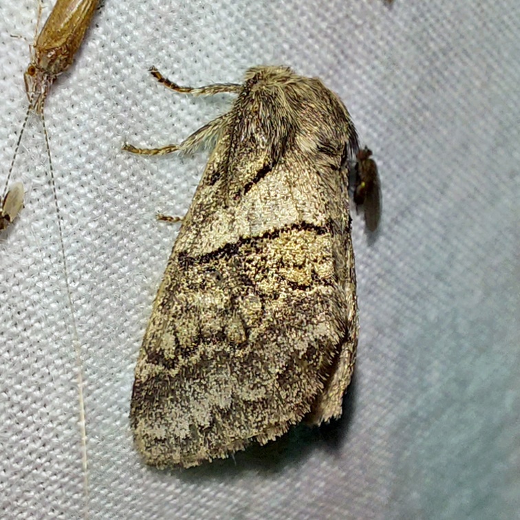 Gluphisia crenata (Esper, 1785)