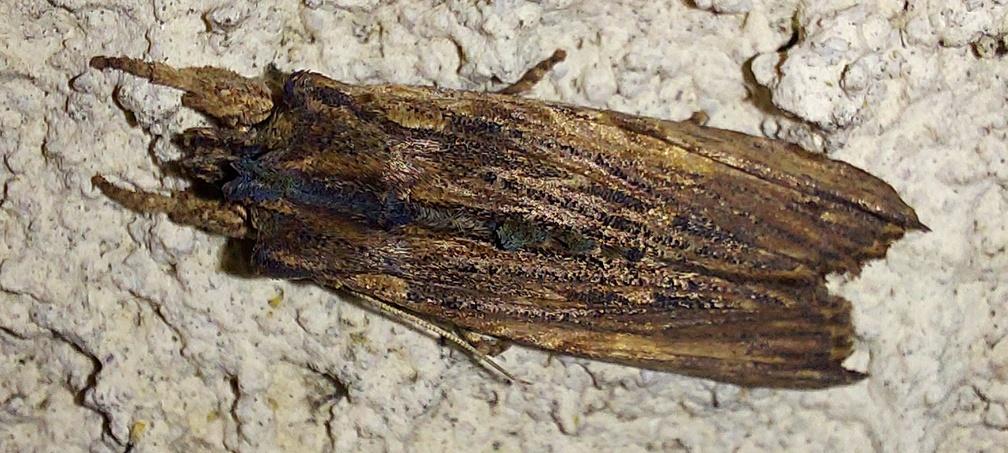 Lithophane semibrunnea (Haworth, 1809)