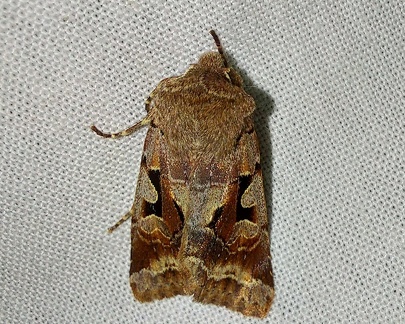 Orthosia gothica (Linnaeus, 1758)