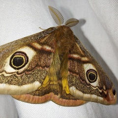 Saturnia pavonia (Linnaeus, 1758)-M