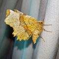 Selenia lunularia (Hübner, 1788) ♀