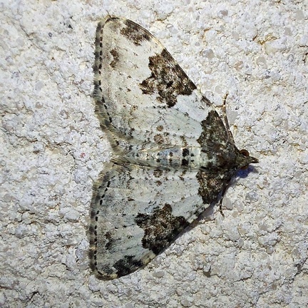 Xanthorhoe fluctuata (Linnaeus, 1758)