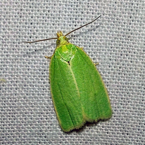 Tortrix viridana (Linnaeus, 1758)