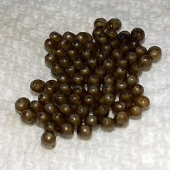 Saturnia pavonia (Linnaeus, 1758)-Eggs