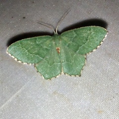 Hemithea aestivaria (Hübner, 1789)