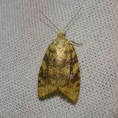 Aleimma loeflingiana (Linnaeus, 1758)