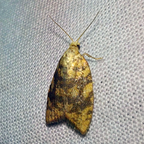 Aleimma loeflingiana (Linnaeus, 1758)