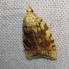 Aleimma loeflingiana (Linnaeus, 1758)