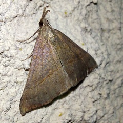 Hypena proboscidalis (Linnaeus, 1758)