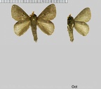 Euglyphis talma (Schaus, 1905)