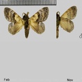 Euglyphis gera (Schaus, 1905)