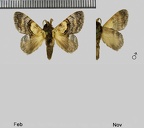 Euglyphis gera (Schaus, 1905)