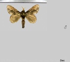 Euglyphis putrida (Schaus, 1905)