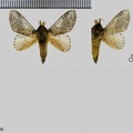 Euglyphis aenegia  Schaus, 1936