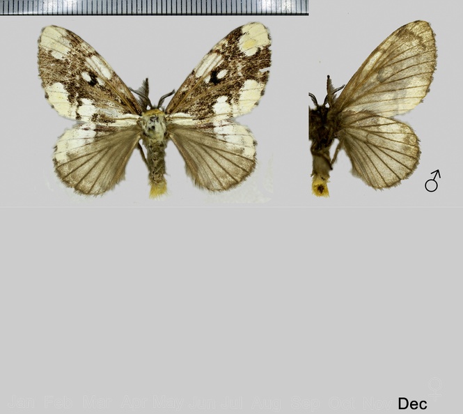 Euglyphis albiplaga (Schaus, 1905)