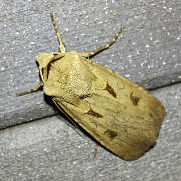 Agrotis exclamationis (Linnaeus, 1758)