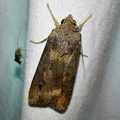 Agrotis ipsilon (Hufnagel, 1766)