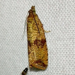 Celypha striana (Denis & Schiffermüller, 1775)