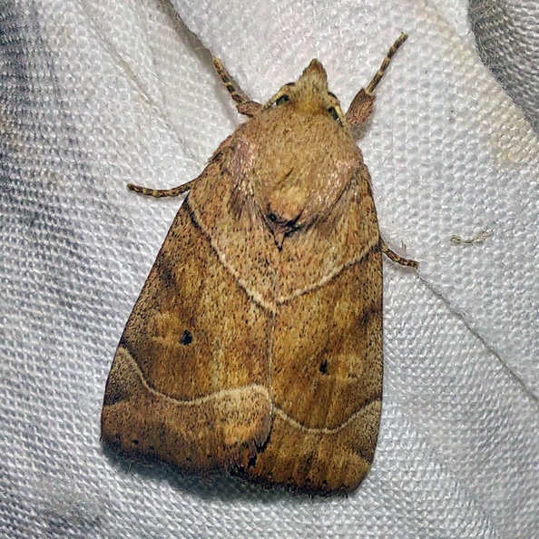 Cosmia trapezina (Linnaeus, 1758)