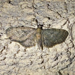 Eupithecia haworthiata Doubleday, 1856