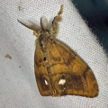 Orgyia antiqua (Linnaeus, 1758)