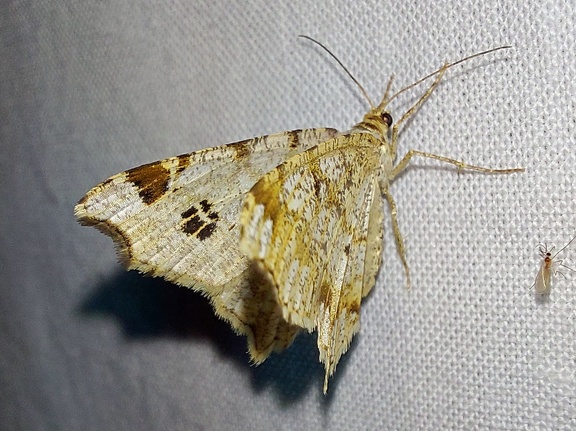 Macaria notata (Linnaeus, 1758)