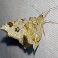 Macaria notata (Linnaeus, 1758)