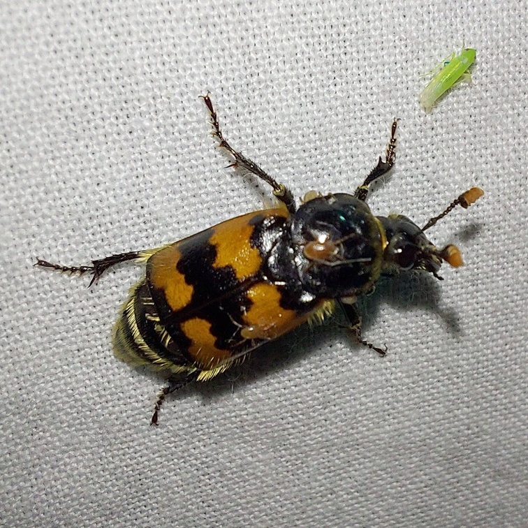 Nicrophorus vespillo (Linnaeus, 1758)