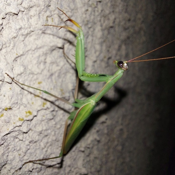 Mantis religiosa (Linnaeus, 1758)